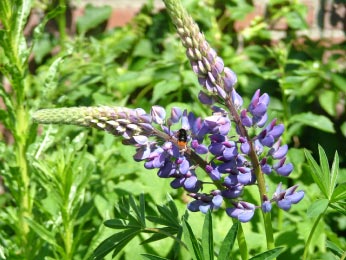 Lupinus polyphyllusVaste lupine bestellen
